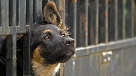 Schronisko w Bełchatowie w święta nie prowadzi adopcji czworonogów 