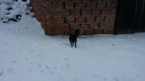 Tarnów. Policjanci interweniowali w sprawie zaniedbanych psów