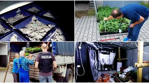 Zabił go prąd, który kradł? Śmierć na plantancji konopi
