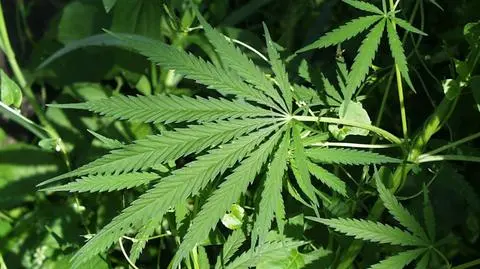 Narkotyki niektórym odbierają rozum. 
Te kuriozalne wpadki to potwierdzają