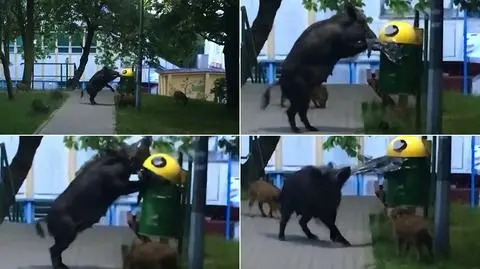 Najciekawsze wideo tygodnia tvn24.pl
