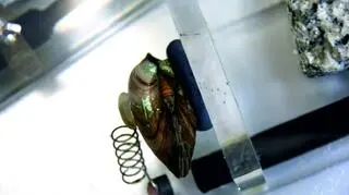 Małże zbadają jakość wody w Bełchatowie 