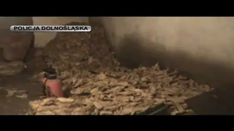 Zatrzymani przy cięciu tytoniu. Nielegalna produkcja w dolnośląskim