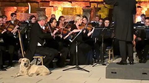 Turcja. Labrador bohaterem koncertu symfonicznego