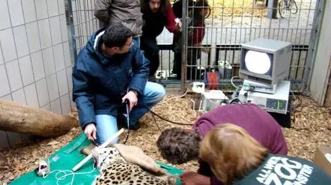 Karmienie lemura po czesku, operowanie lamparta po niemiecku