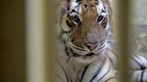 Tygrysy powoli odzyskują siły 