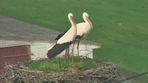 Coraz więcej bocianów w Polsce