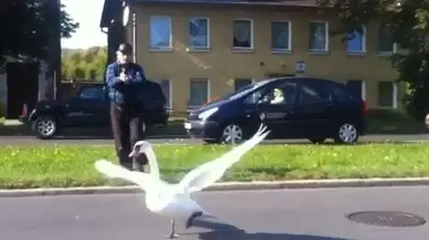 Łabędź w wielkim mieście. Pomógł kierowca