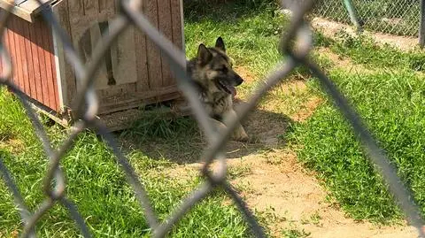 Program TTV. Trzy lata więzienia dla właściciela agresywnych psów