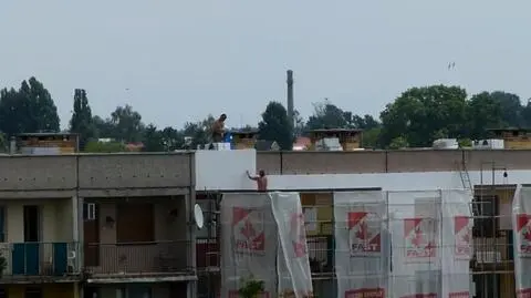 Jerzyki rozpaczliwie walczą o swoje gniazda
