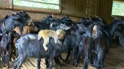 Małpka jeździ na kozie. Mieszkańcy się przyzwyczaili