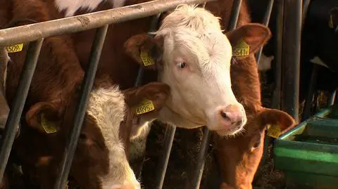 The Czechs ordered mandatory checks of all beef from Poland in February after discovering salmonella in one shipment from the neighbouring EU country