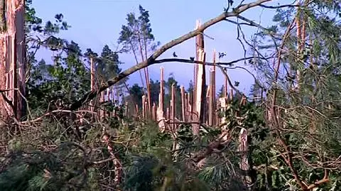 Żywioł skosił 400 ha lasu. "Czegoś podobnego nie widziałem"