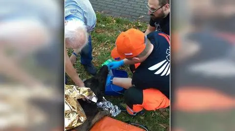 Kraków. Z płonącego budynku strażacy wynieśli psa. Pomogli ratownicy