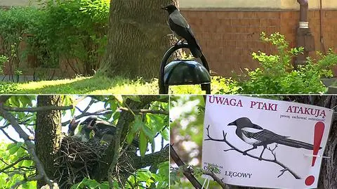 Wrocław: wrony atakują na kampusie uczelni, studenci się boją