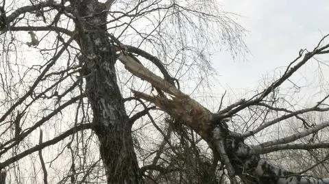 Lasek wskazuje na błąd smoleńskiego eksperta. "To nie brzoza, to śmieci" 