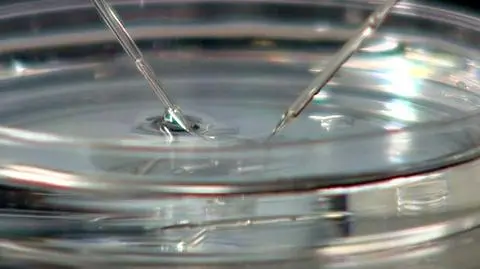 Bez zgody ws. in vitro. PO tworzy specjalny zespół