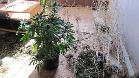 Konopie indyjskie w doniczkach, w mieszkaniu linia produkcyjna 