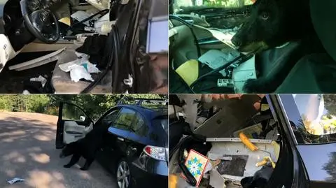 Niedźwiedź zdemolował wnętrze samochodu. Policjant nagrał zniszczenia