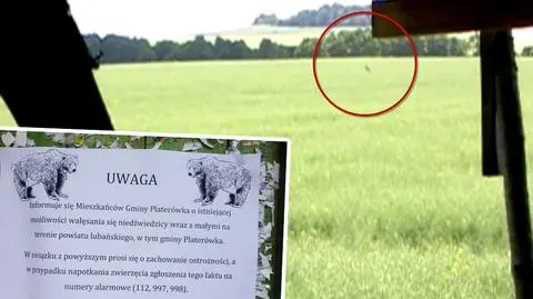 Ostrzeżenie przed niedźwiedziem grasującym w dolnośląskich lasach