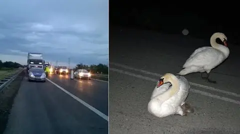 Wrocław: łabędzie na autostradzie A4