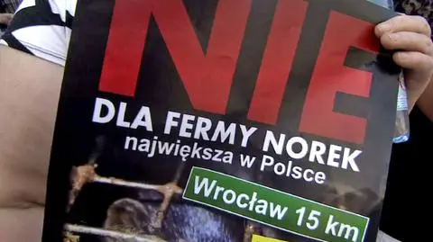 Władze chciały fermy norek, mieszkańcy nie 
chcą władz? Trwa referendum w Żórawinie