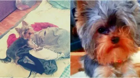 Elbląg: "Psi detektyw" odzyskała psa