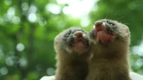 Ważą 100 gramów i... na razie ich nie widać. 
Łasiczki syberyjskie urodziły się w Poznaniu