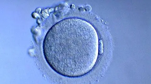 Tata tylko biologiczny