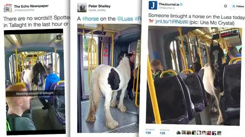 Koń w dublińskim tramwaju