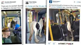 Zdjęcia konia natychmiast pojawiły się w sieci