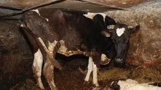 Zwierzęta miały bardzo mało przestrzeni do życia