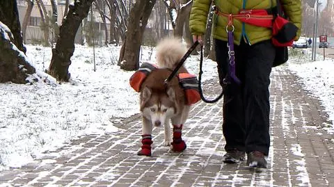 Pies potrzebował pomocy. Ratownicy GOPR ruszyli na ratunek
