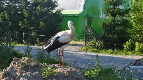 Uratowali młodego bociana