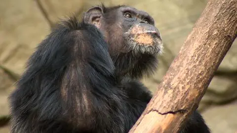 O co walczą szympansy? 