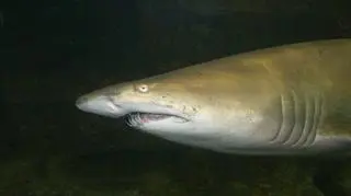 Rekin znowu zaatakował człowieka w Sydney. W kilka godzin po tym, jak drapieżnik zmasakrował ramię jednego z surferów, doszło do bliźniaczo podobnego zdarzenia. Znowu rekin, znowu surfer, znowu ramię. Na szczęście, obaj mężczyźni przeżyli. (APTN)