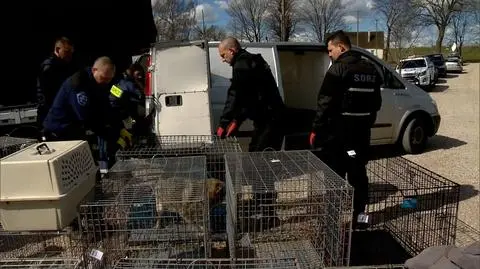 Wójt i obrońcy zwierząt odbierają psy ze schroniska