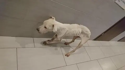 Zapadł wyrok za znęcanie się nad Luną (wideo z początku procesu)