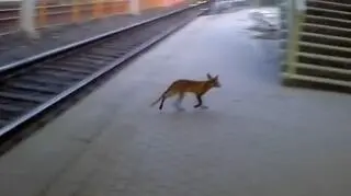 Lis spaceruje po przystanku PST przy ul