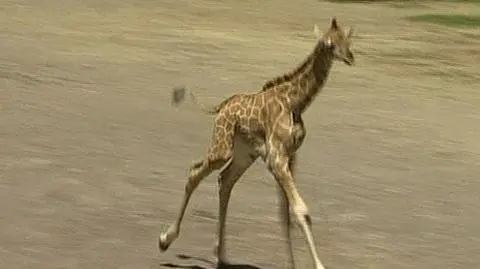 Pierwsze kroki gwiazdy z rzymskiego zoo