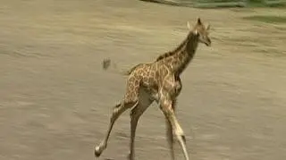 Rzymskie ZOO ma nową atrakcję. Kilka dni temu na świat przyszła mała żyrafa, i od razu stała się ulubieńcem zwiedzających. Wyczuły to władze ZOO, które na 8 czerwca zapowiedziały zorganizowanie wielkiej imprezy - oczywiście z żyrafką w roli głównej. (APTN)