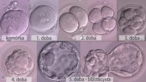 Od jajeczka do blastocysty. Tak rodzi się życie