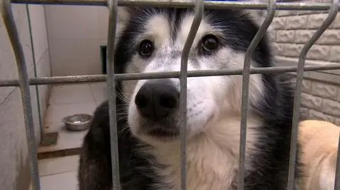 Shelters suspend adoptions to save animals from trauma of being returned