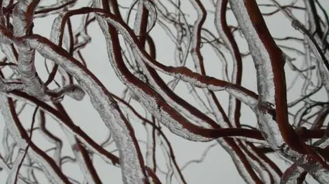 Oblodzone gałęzie okiem Reportera24