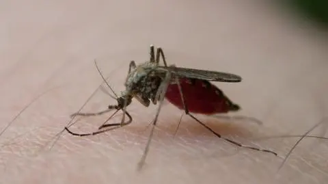 Koniec denerwujących komarów? Wiadomo jak ukryć przed nimi człowieka