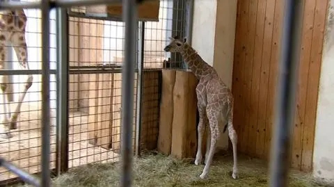Opole: w zoo urodziła się żyrafa. "Świat go mocno dziwi"