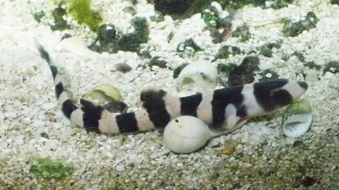 Kraków ma swoje szczęki