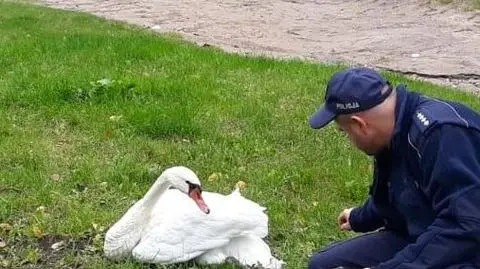 Iława. Łabędź w opałach. Zaplątał się w żyłkę wędkarską