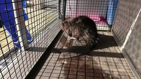 Łódź: bóbr uratowany z kanału