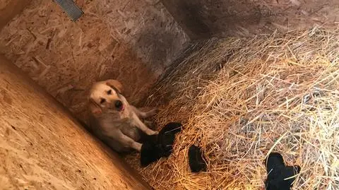 Dolny Śląsk. Labradory odebrane z pseudohodowli